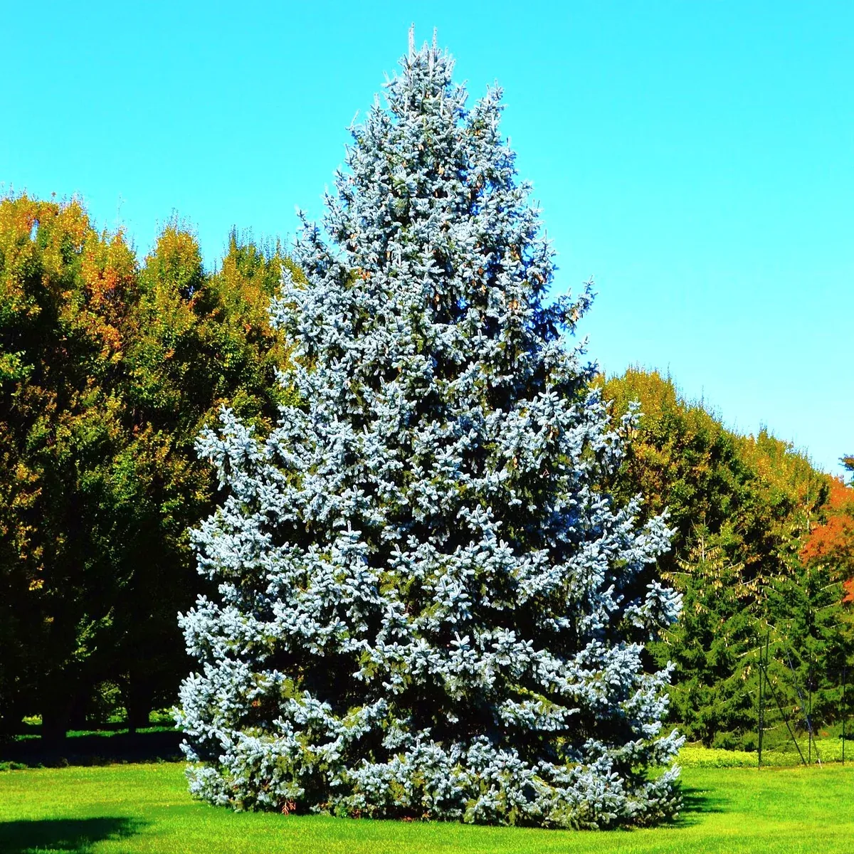colorado-blue-spruce-tree Colorado Blue Spruce Tree