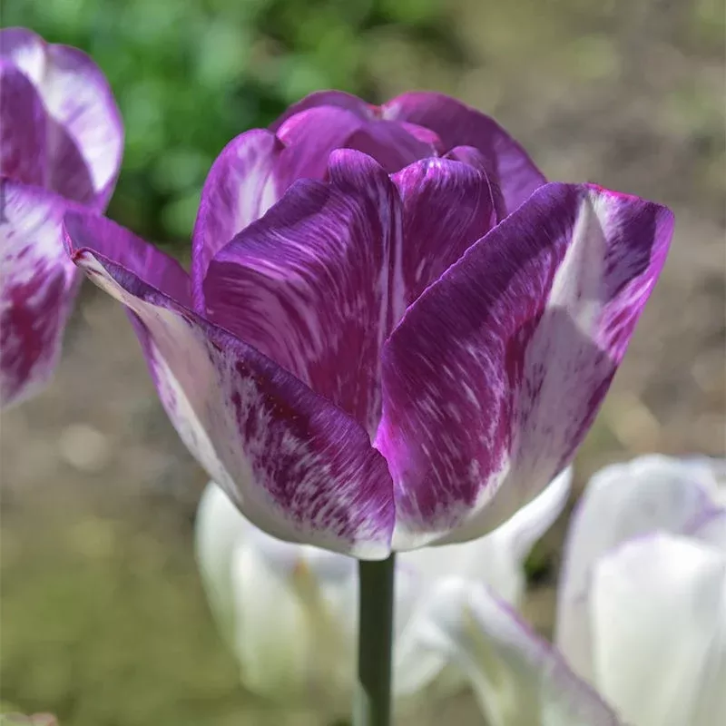colorado-proud-triumph-tulip Colorado Proud Triumph Tulip