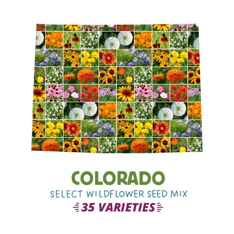 colorado-select-wildflower-seed-mix Colorado Select Wildflower Seed Mix