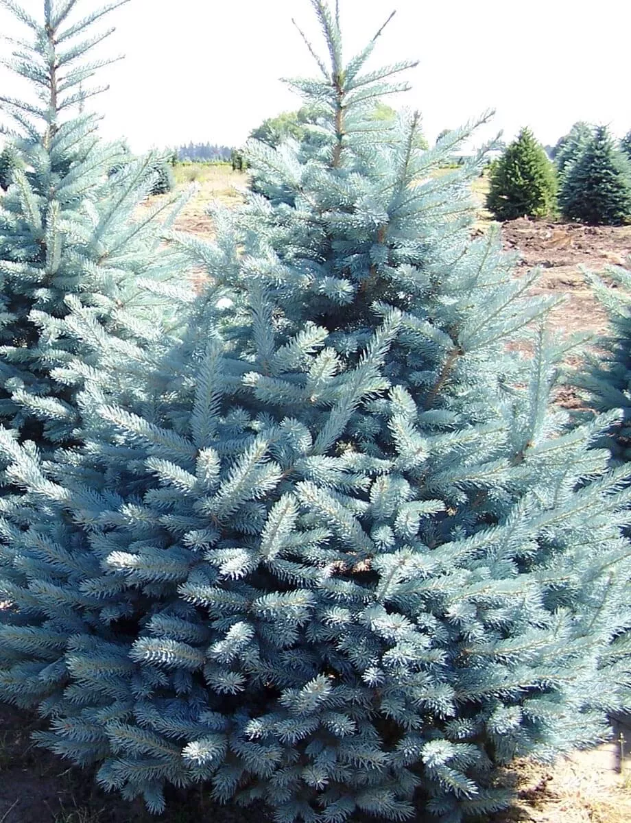 Colorado Spruce: 'Fat Albert' - 4'-5' (IS)