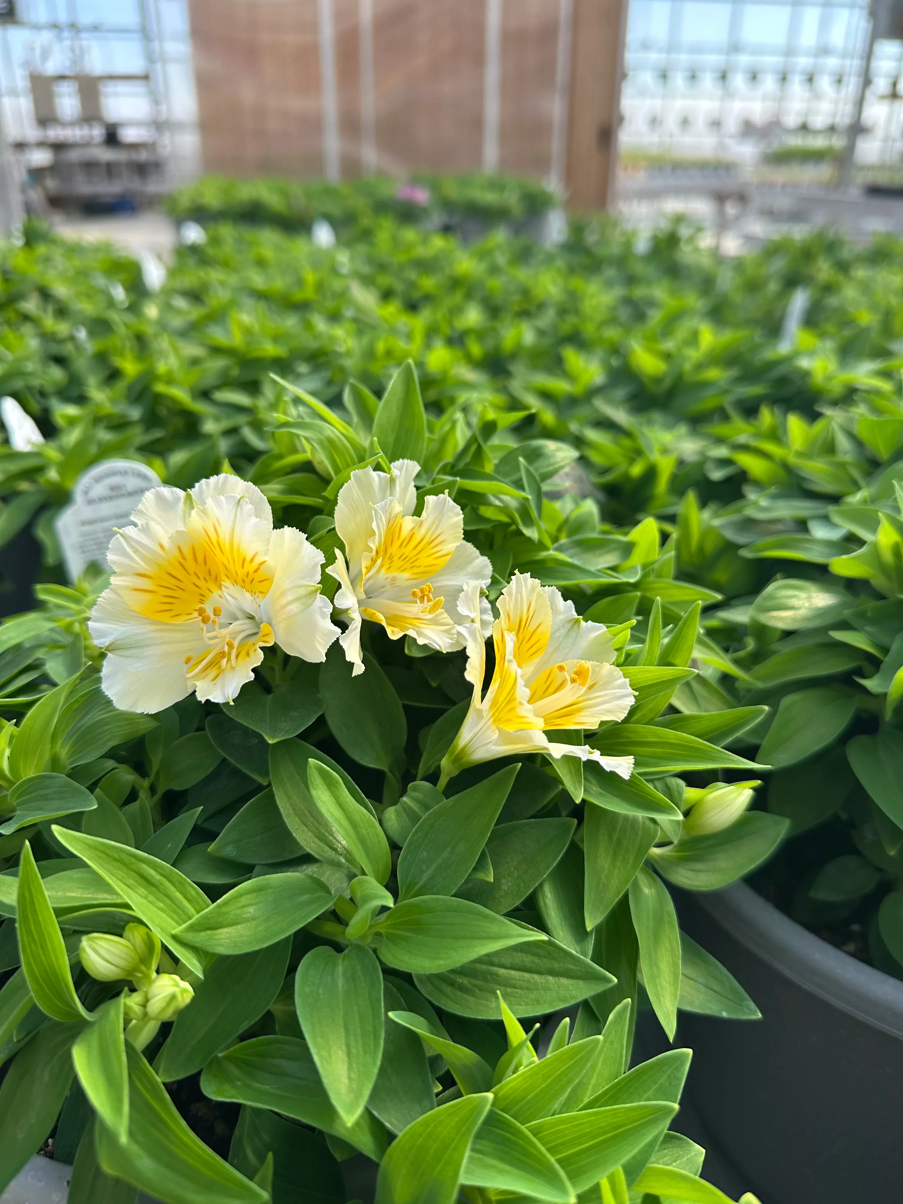Colorita Alstroemeria