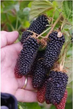 columbia-giant-thornless-blackberry Columbia Giant Thornless Blackberry