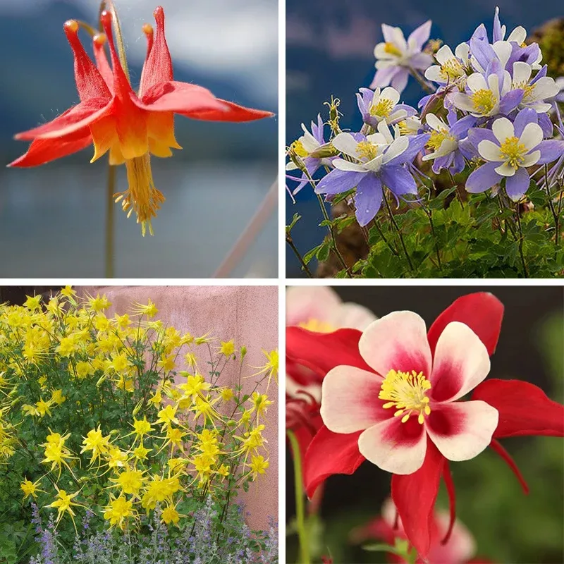 columbine-collection Columbine Collection