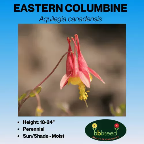 Columbine, Eastern – Aquilegia canadensis