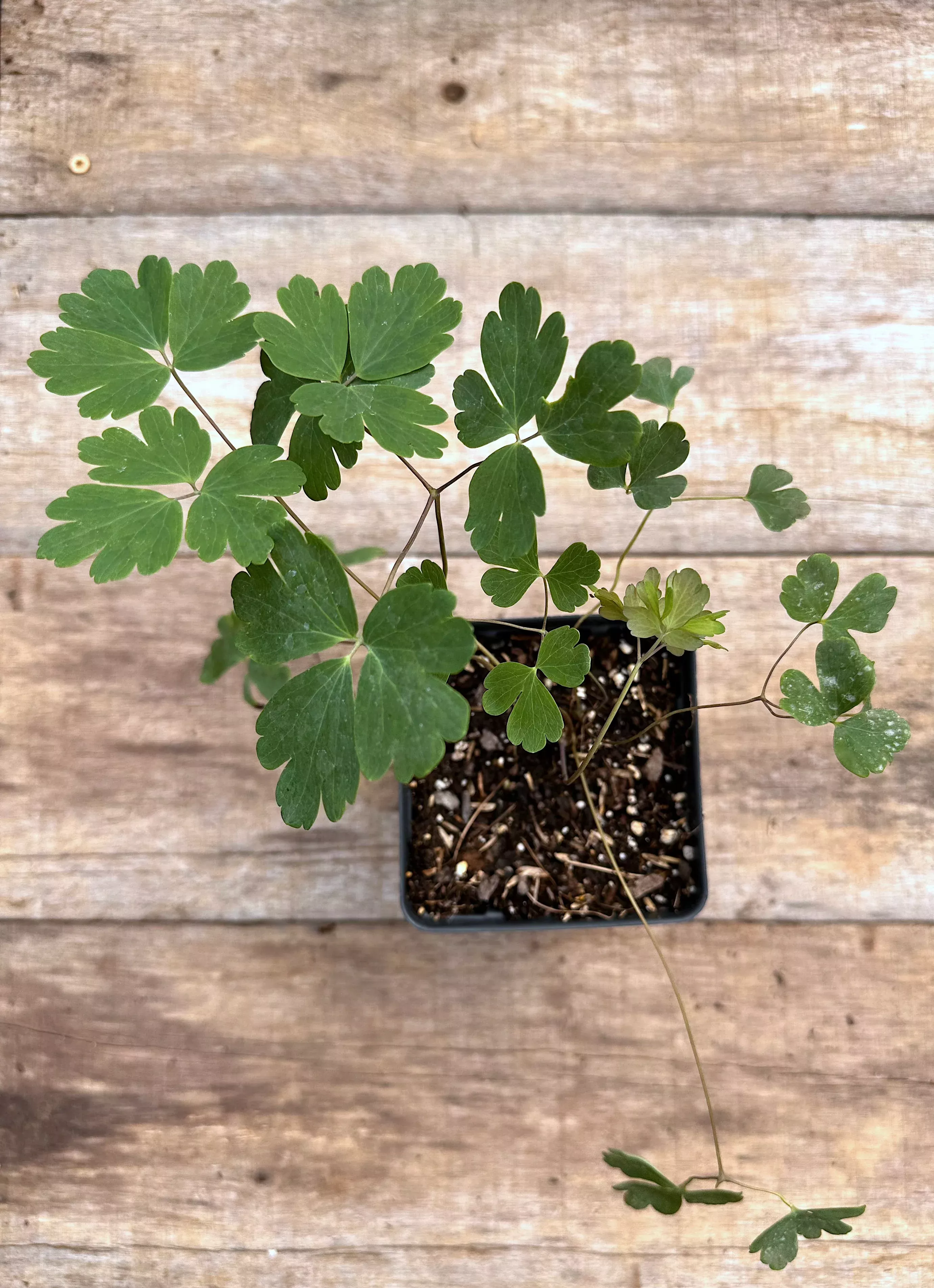 Columbine