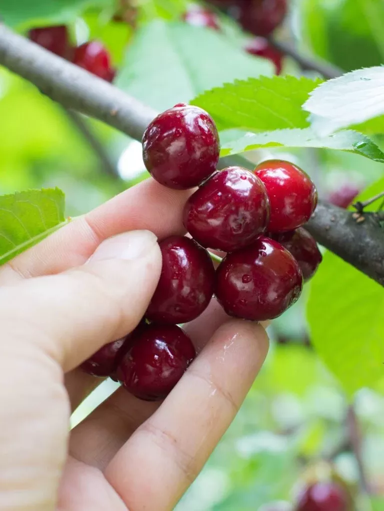 combination-cherry-tree-5-varieties Combination Cherry Tree (5 Varieties)