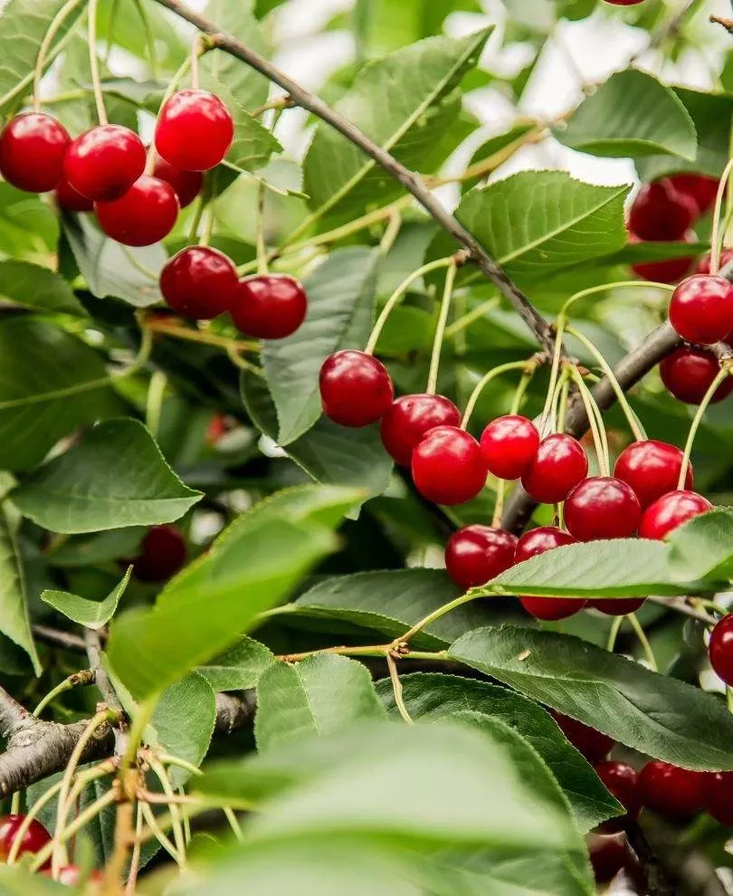 combination-dwarf-cherry-tree-4-varieties Combination Dwarf Cherry Tree (4 Varieties)