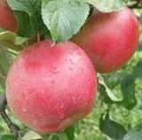combination-heritage-apple-tree-3-varieties Combination Heritage Apple Tree (3 Varieties)