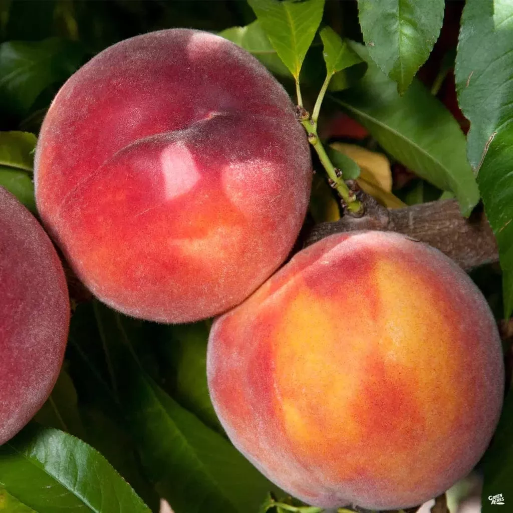 combination-peach-zaiger-pride-3-varieties-semi-dwarf Combination Peach ‘Zaiger Pride’ (3 Varieties)/Semi Dwarf