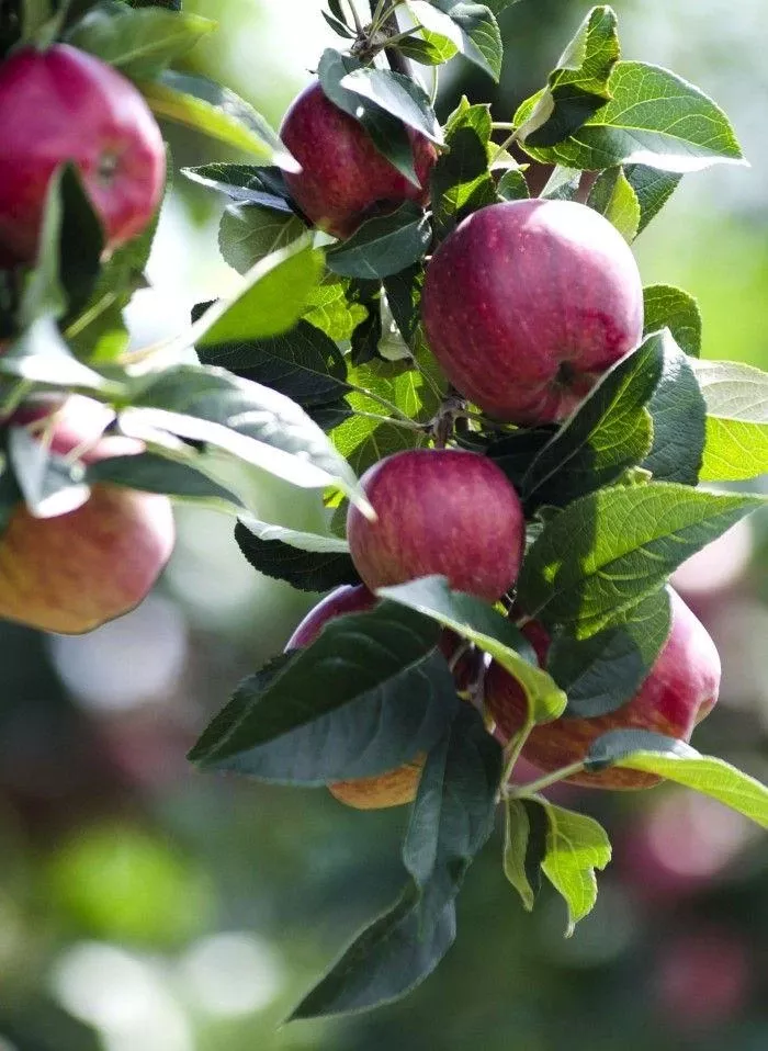 combo-cider-apple-tree-4-varieties Combo Cider Apple Tree (4 Varieties)