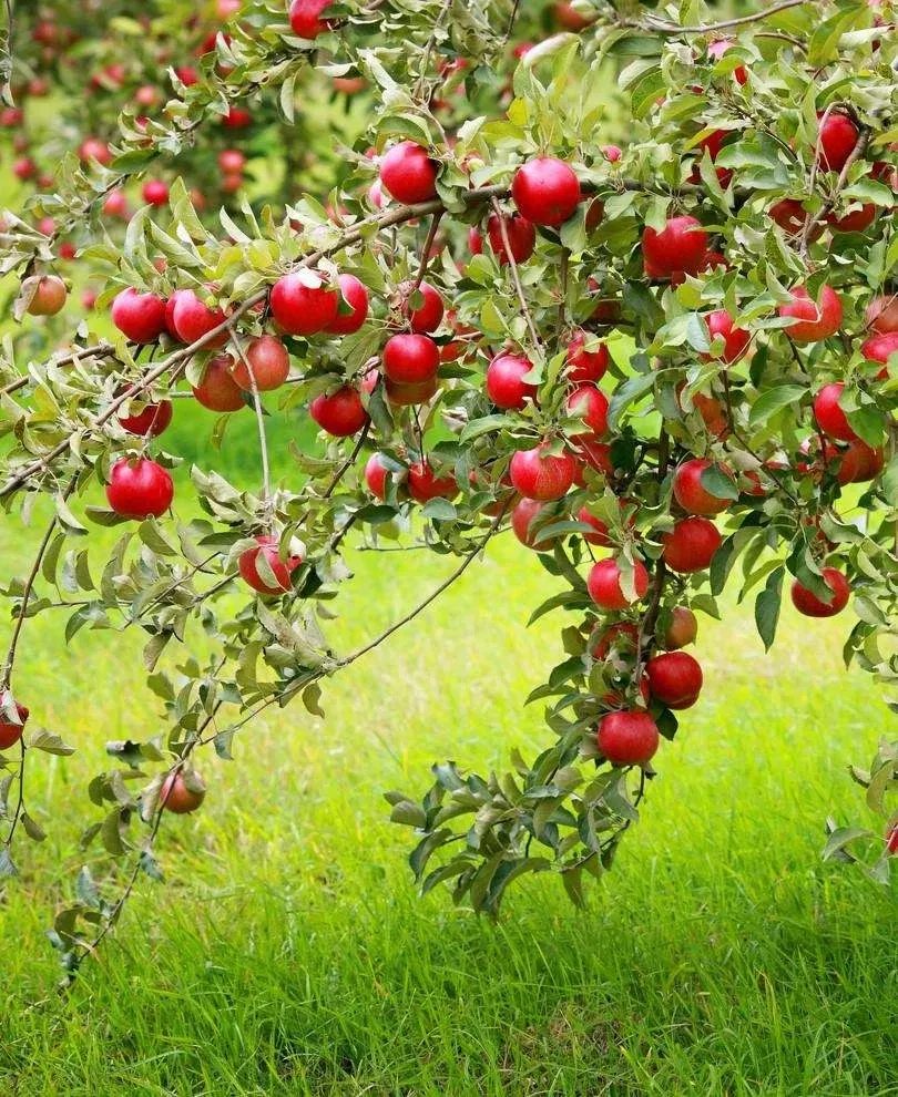 combo-disease-resistant-apple-5-varieties Combo Disease-Resistant Apple (5 Varieties)