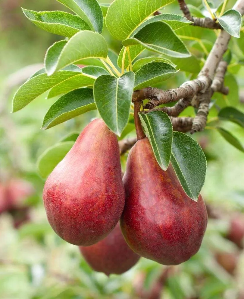 combo-european-pear-tree-3-varieties Combo European Pear Tree (3 Varieties)