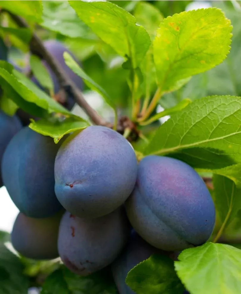 combo-european-plum-tree-5-varieties Combo European Plum Tree (5 Varieties)