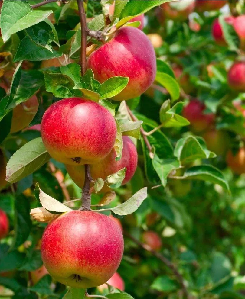 combo-heritage-apple-4-varieties Combo Heritage Apple (4 Varieties)
