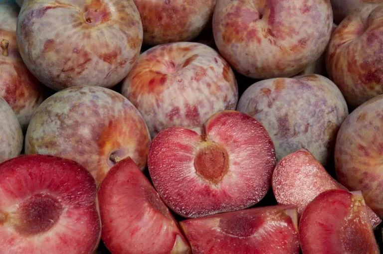 combo-pluot-tree-4-varieties Combo Pluot Tree (4 Varieties)