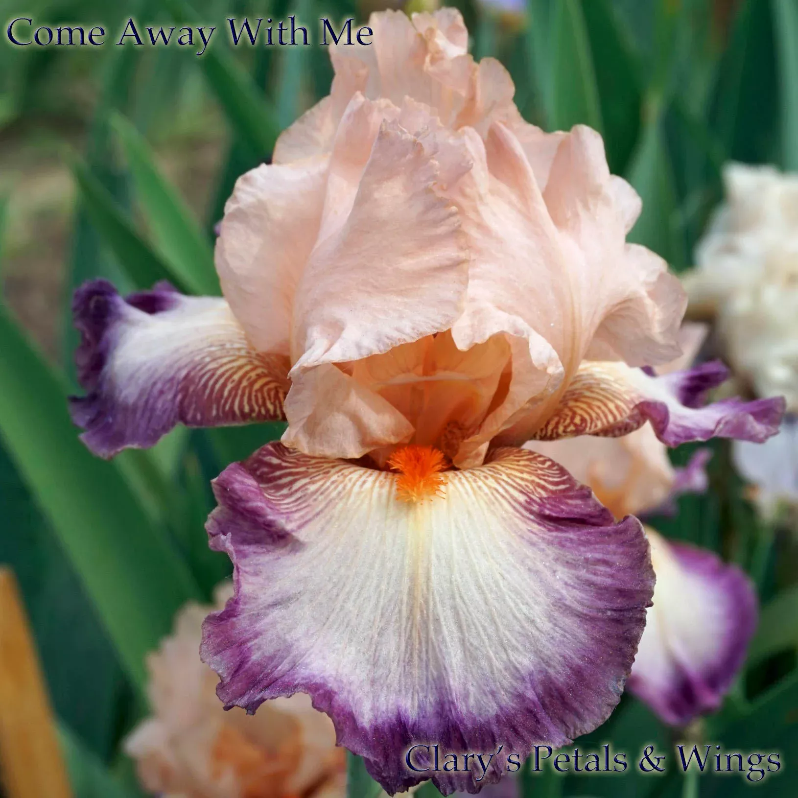 COME AWAY WITH ME - 2008 - TB