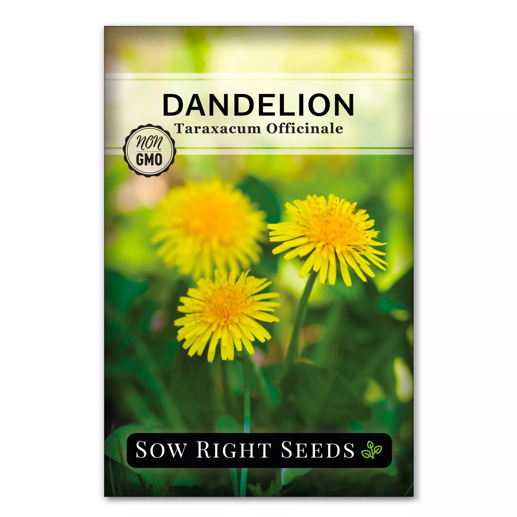 common-dandelion Common Dandelion