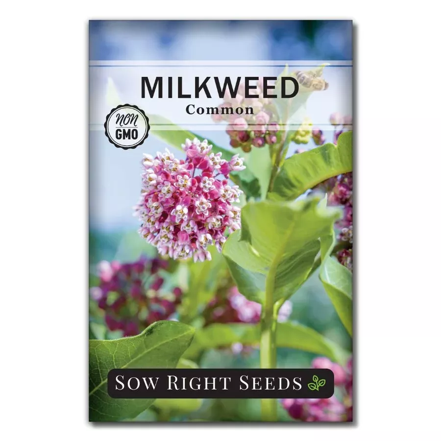common-milkweed Common Milkweed