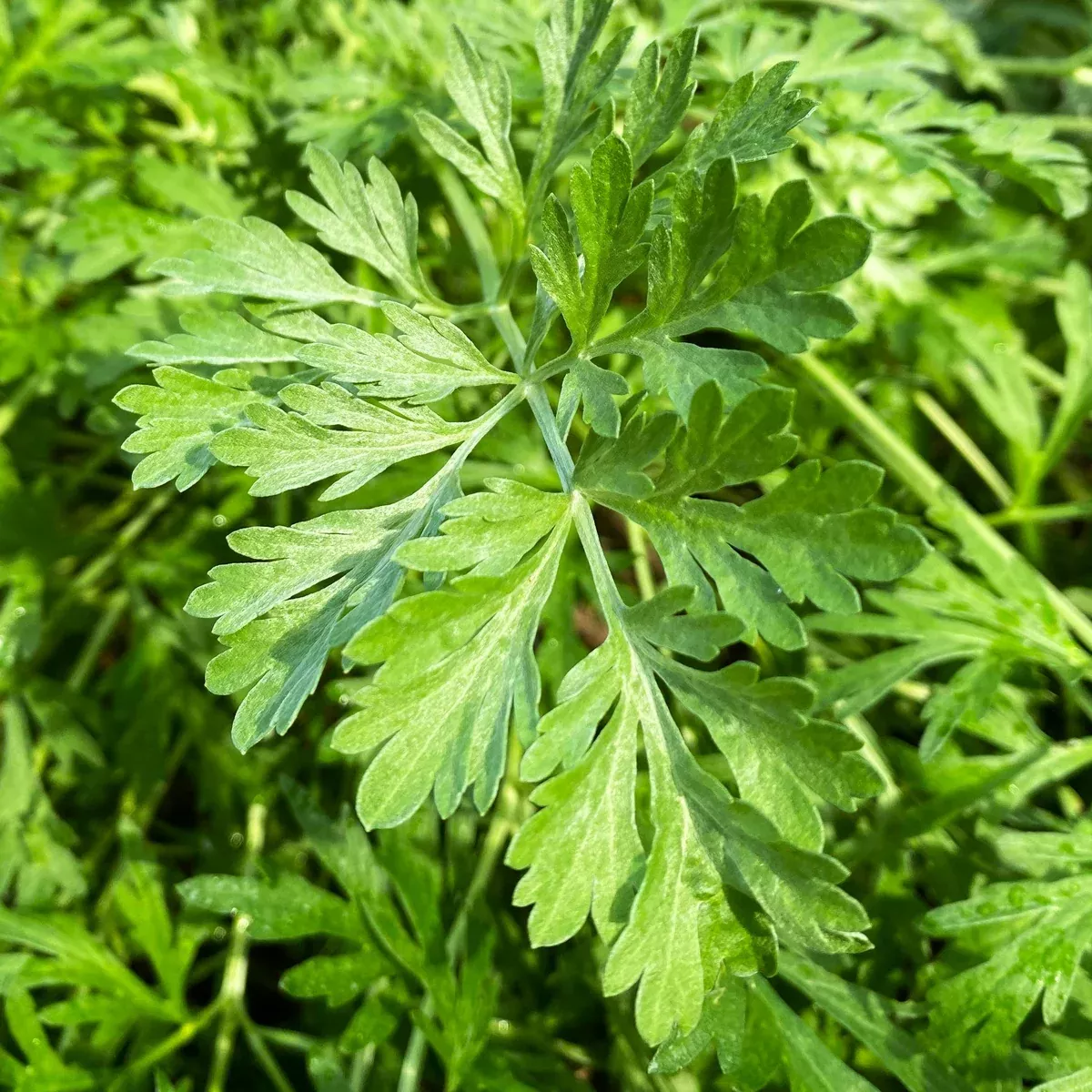 common-mugwort Common Mugwort