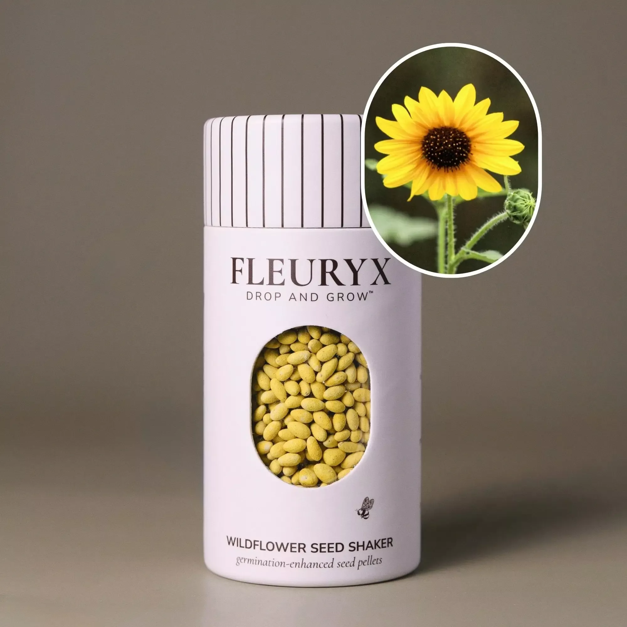 Common Sunflower (Helianthus annuus)