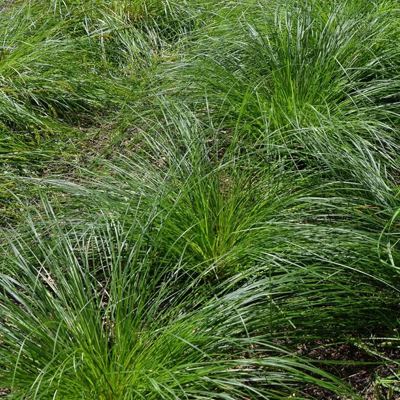 Common Tussock Sedge Seeds