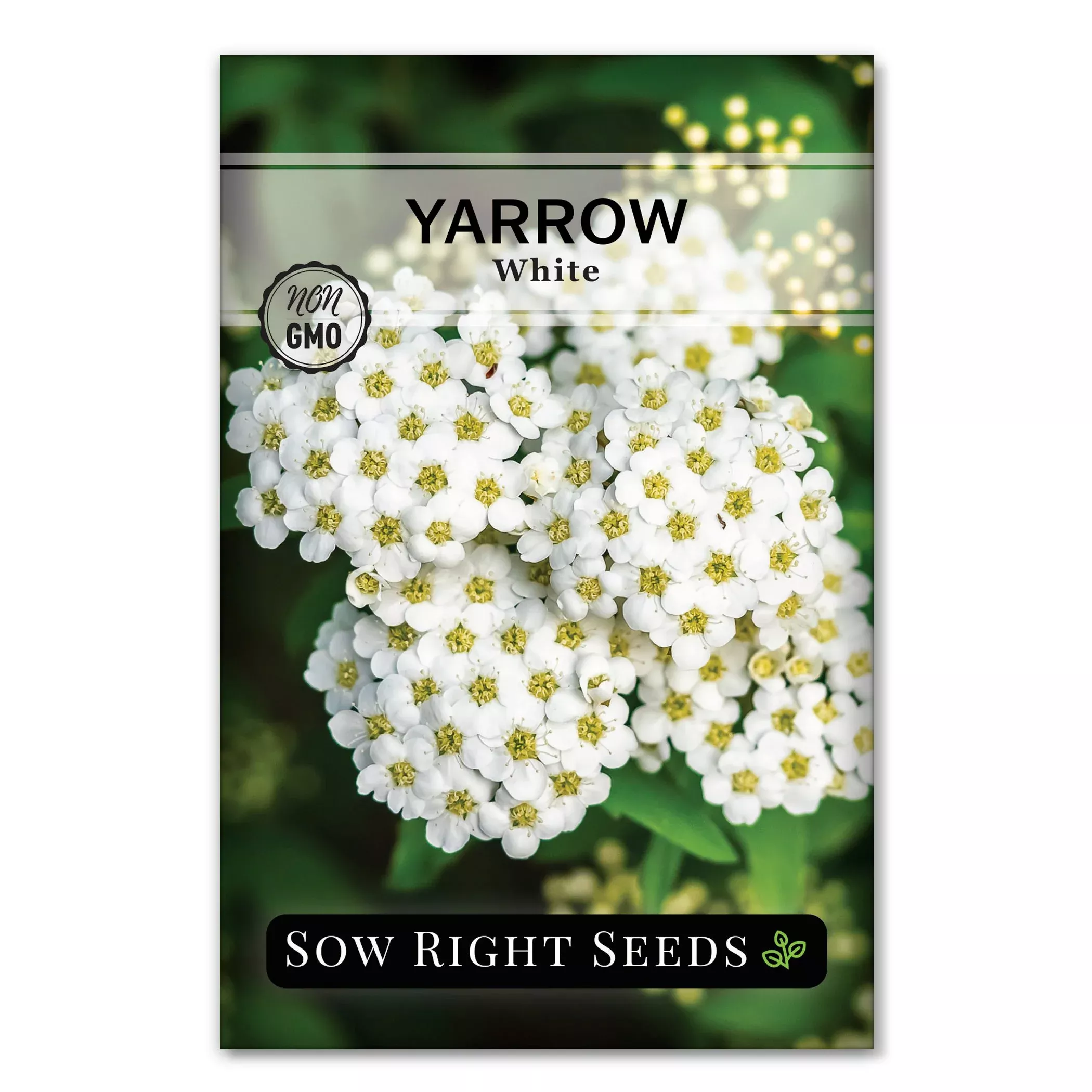 common-yarrow Common Yarrow