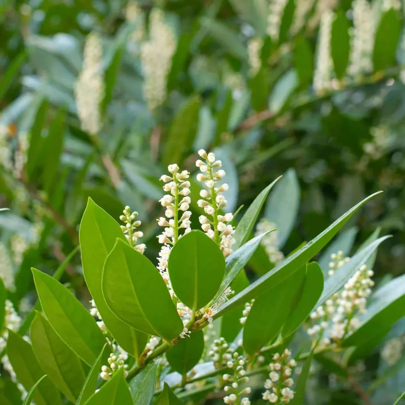 compact-cherry-laurel Compact Cherry Laurel
