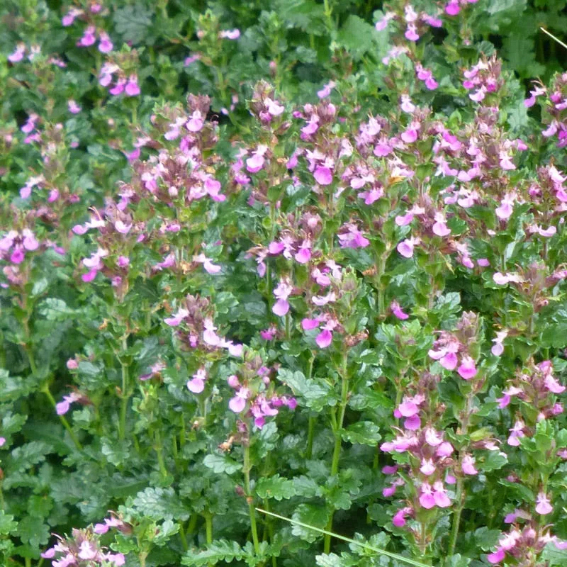 compact-creeping-germander-teucrium Compact Creeping Germander (Teucrium)