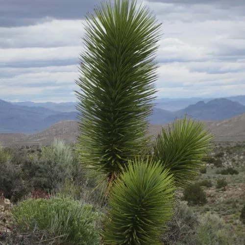 compact-joshua-tree-yucca Compact Joshua Tree (Yucca)