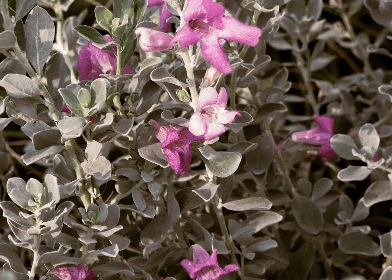 compact-texas-sage Compact Texas Sage