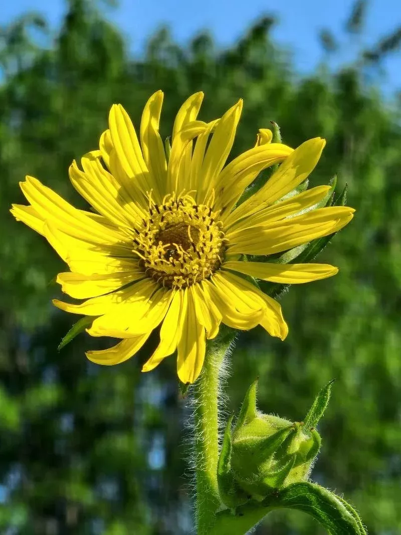 compass-plant Compass Plant