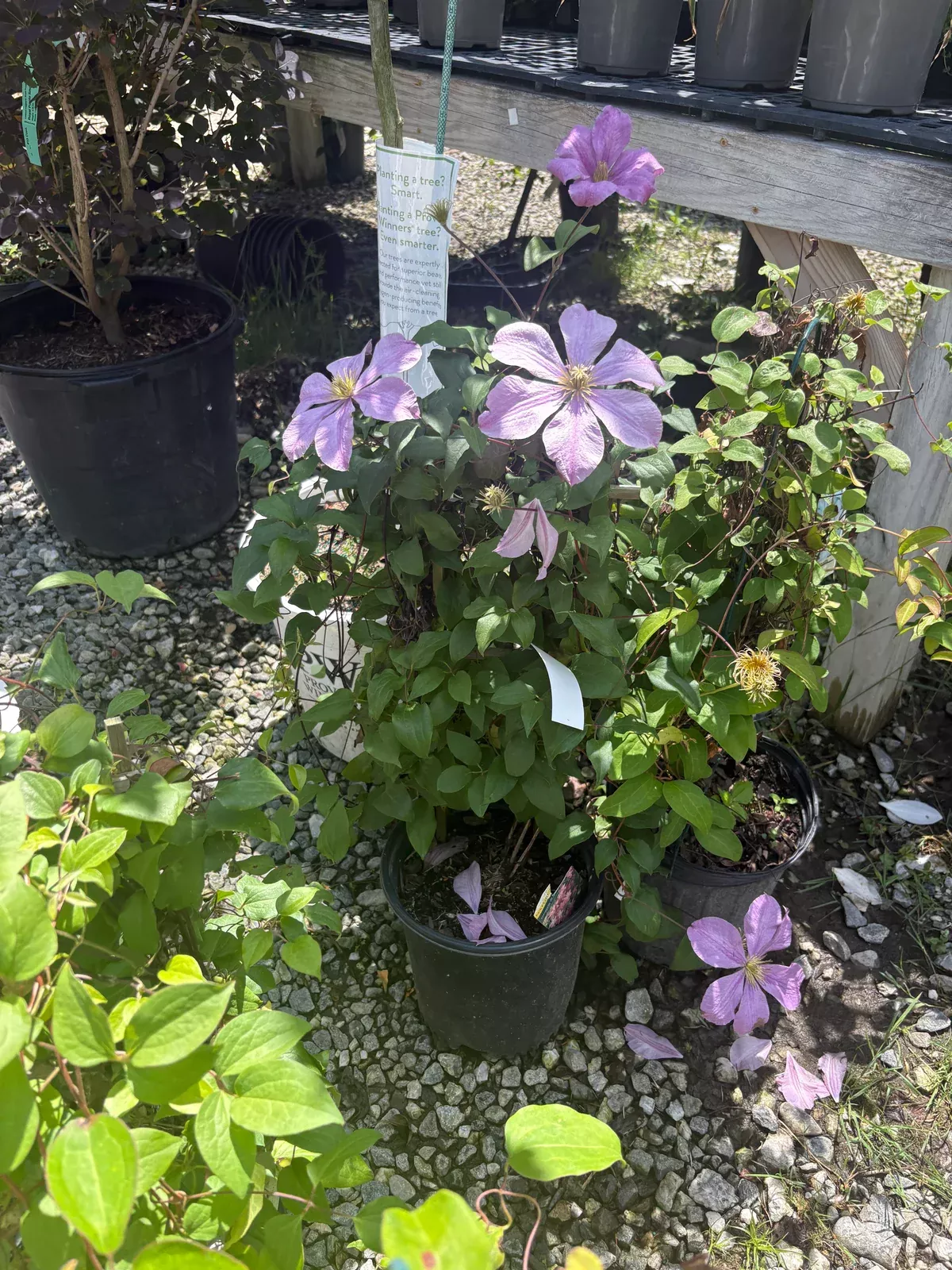 Comtesse De Bouchaud Clematis
