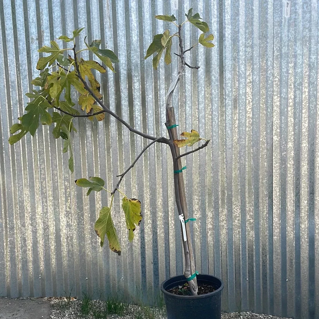 conadria-fig Conadria Fig