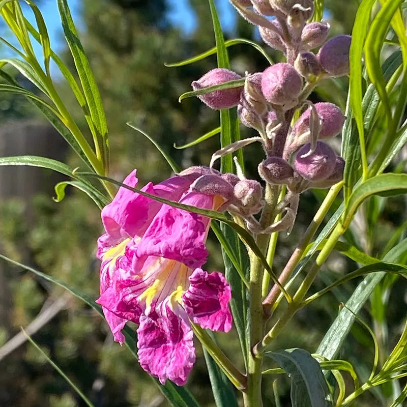 conchas-dam-pink-desert-willow Conchas Dam Pink Desert Willow