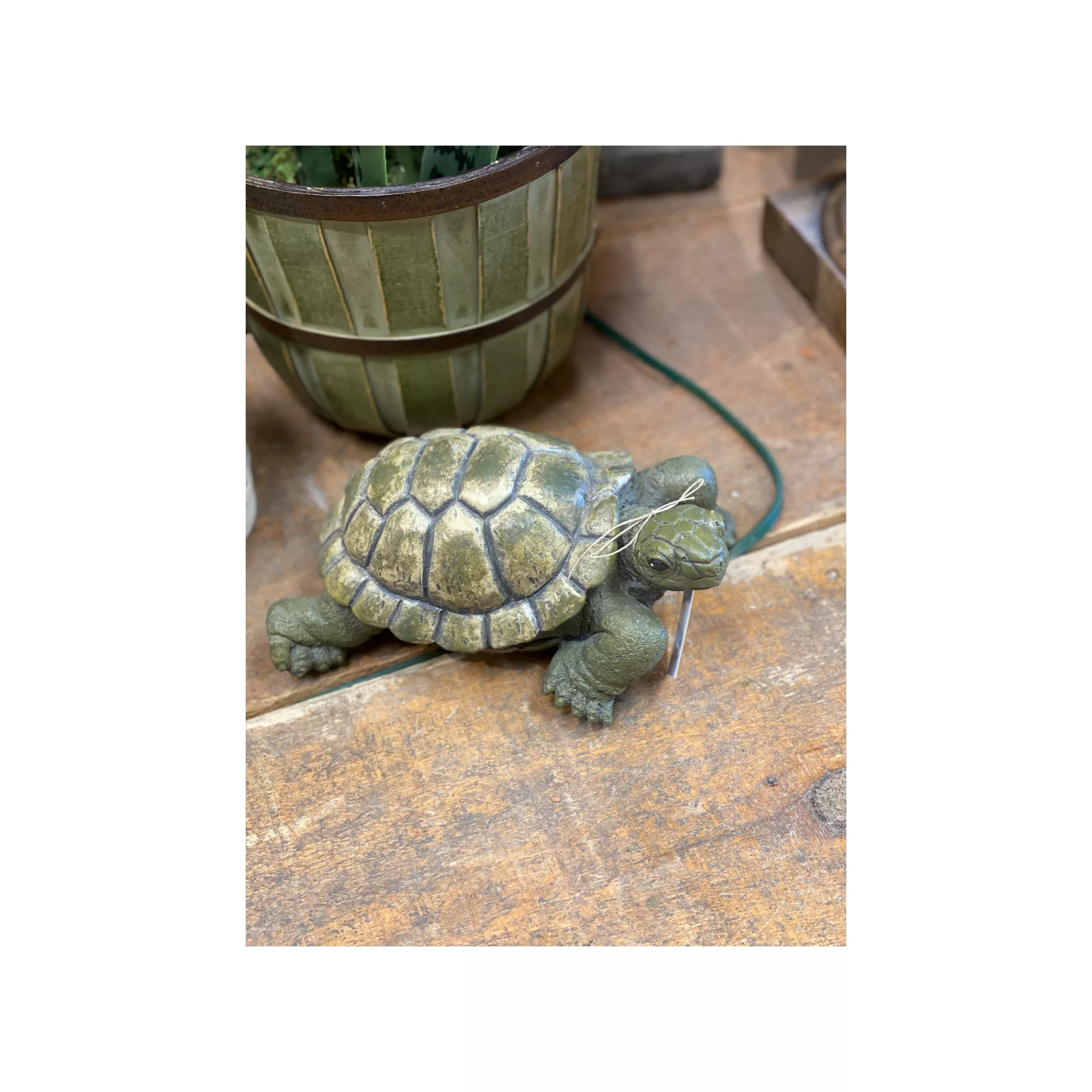 Concrete Green Turtle