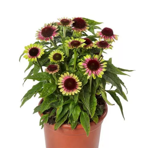 coneflower-prairie-blaze-vintage-lime Coneflower (Prairie Blaze Vintage Lime)