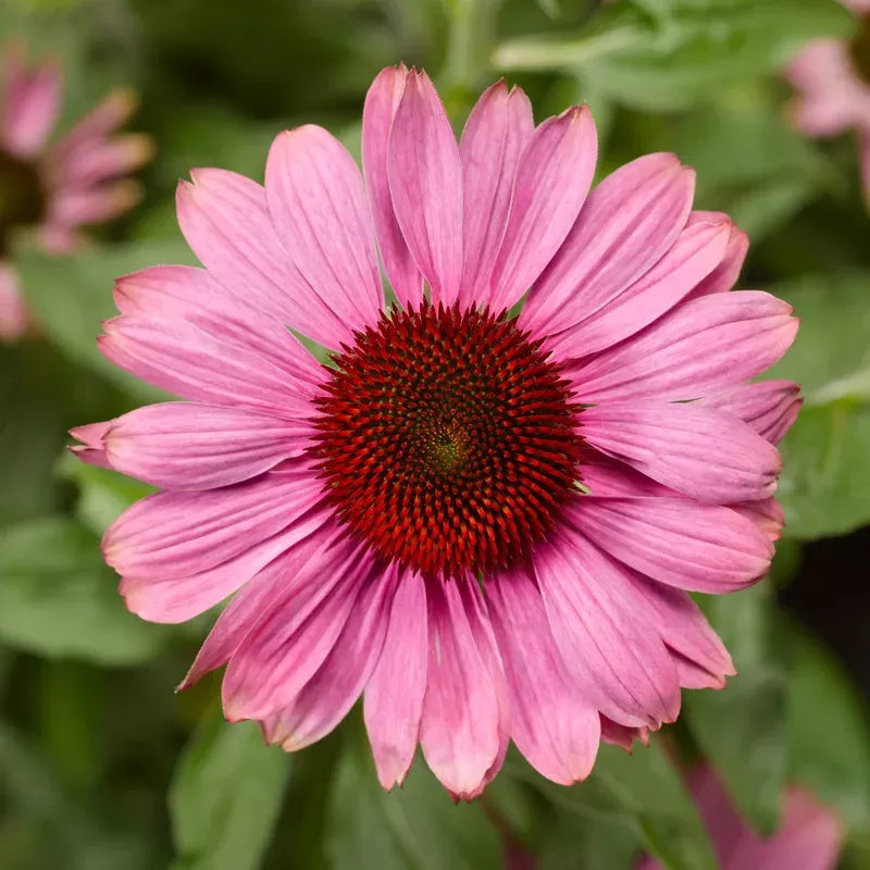 coneflower-prairie-splendor Coneflower (Prairie Splendor)