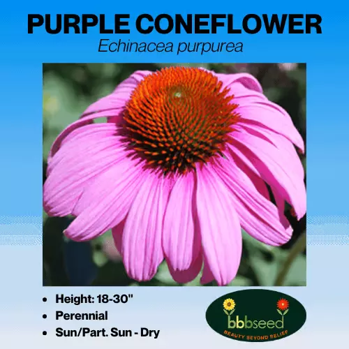 coneflower-purple-echinacea-purpurea Coneflower: Purple (Echinacea purpurea)