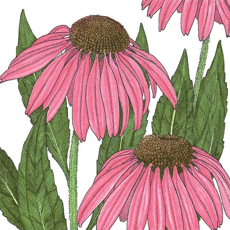 coneflower-purple-lb Coneflower, Purple (lb)