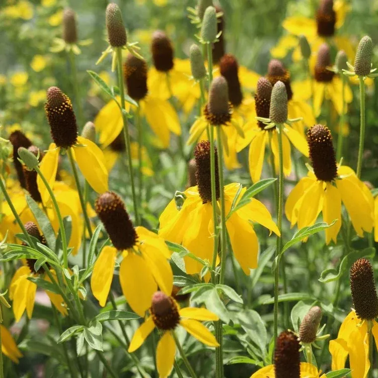Coneflower, Yellow Prairie (Mexican Hat) Flower seeds