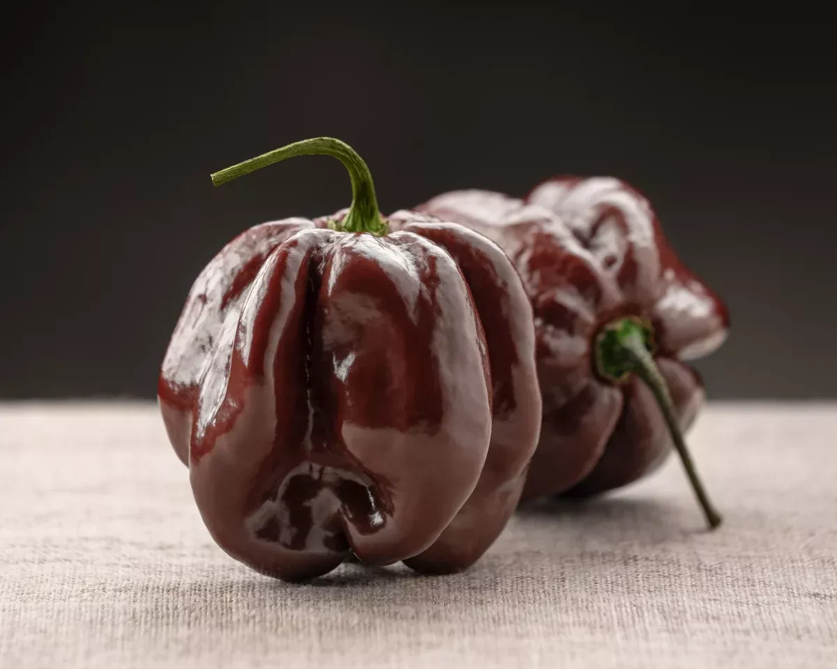 congo-black-hot-pepper-seeds Congo Black Hot Pepper Seeds