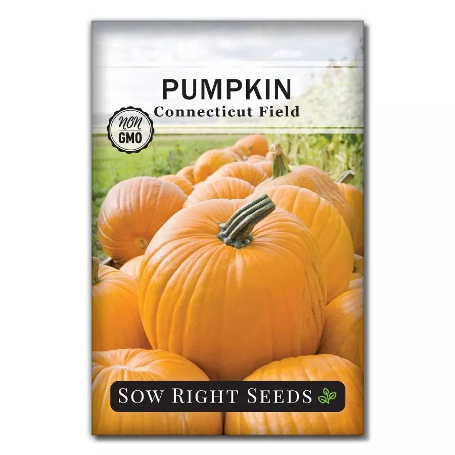 Connecticut Field Pumpkin