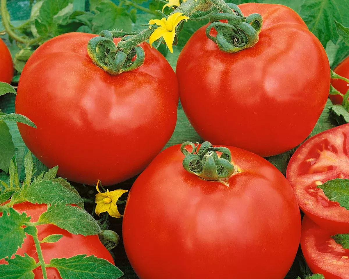 container-s-choice-red-hybrid-tomato-seeds Container's™ Choice Red Hybrid Tomato Seeds