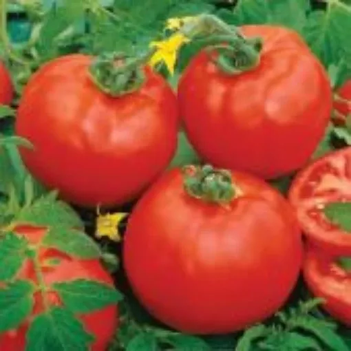 containers-choice-red-tomato-seeds Containers Choice Red Tomato Seeds