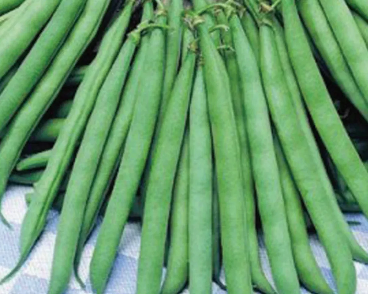 contender-bean-bush-seeds Contender Bean Bush Seeds