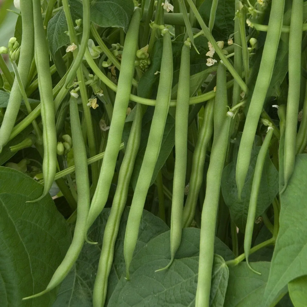 Contender Green Bean