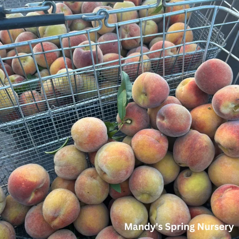 Contender Yellow Peach | Prunus persica ‘Contender’