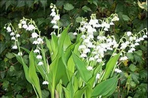 Convallaria majalis 'Bordeaux' (50) BR Plants