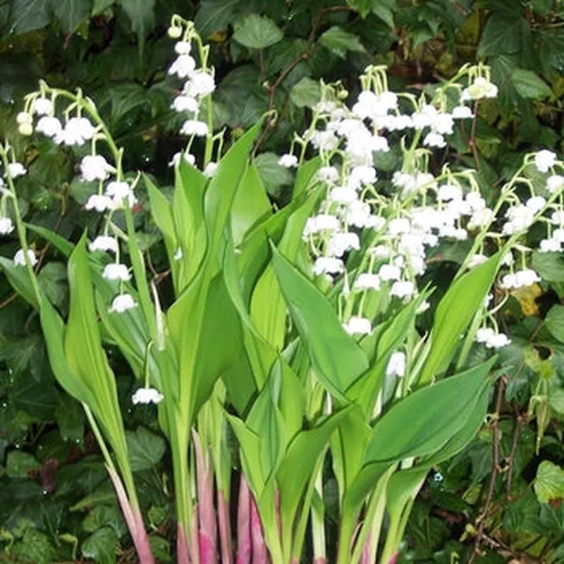 convallaria-majalis-lily-valley Convallaria majalis Lily Of The Valley