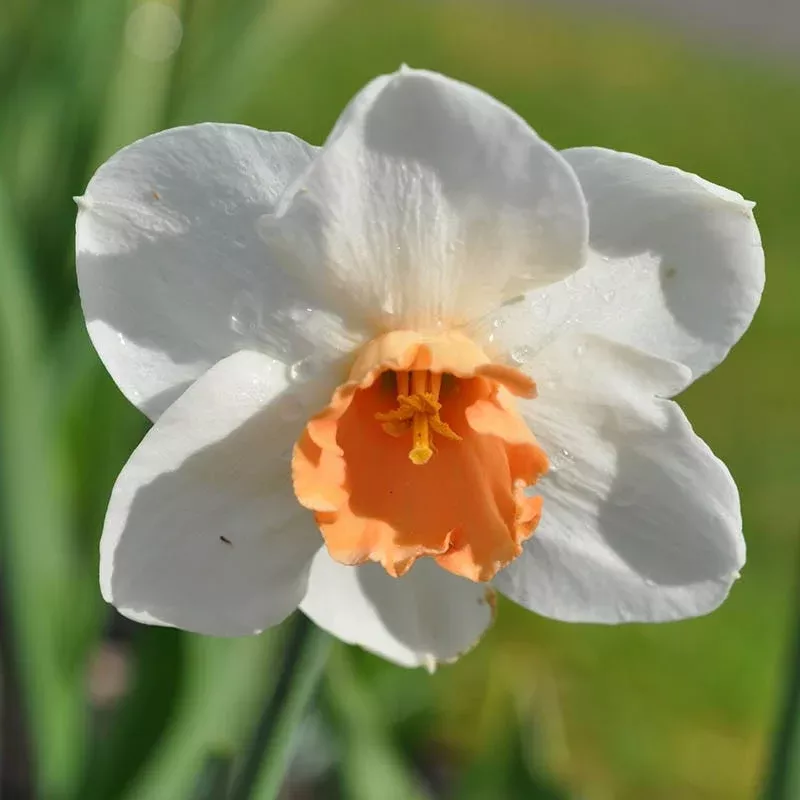 cool-flame-large-cupped-daffodil Cool Flame Large Cupped Daffodil